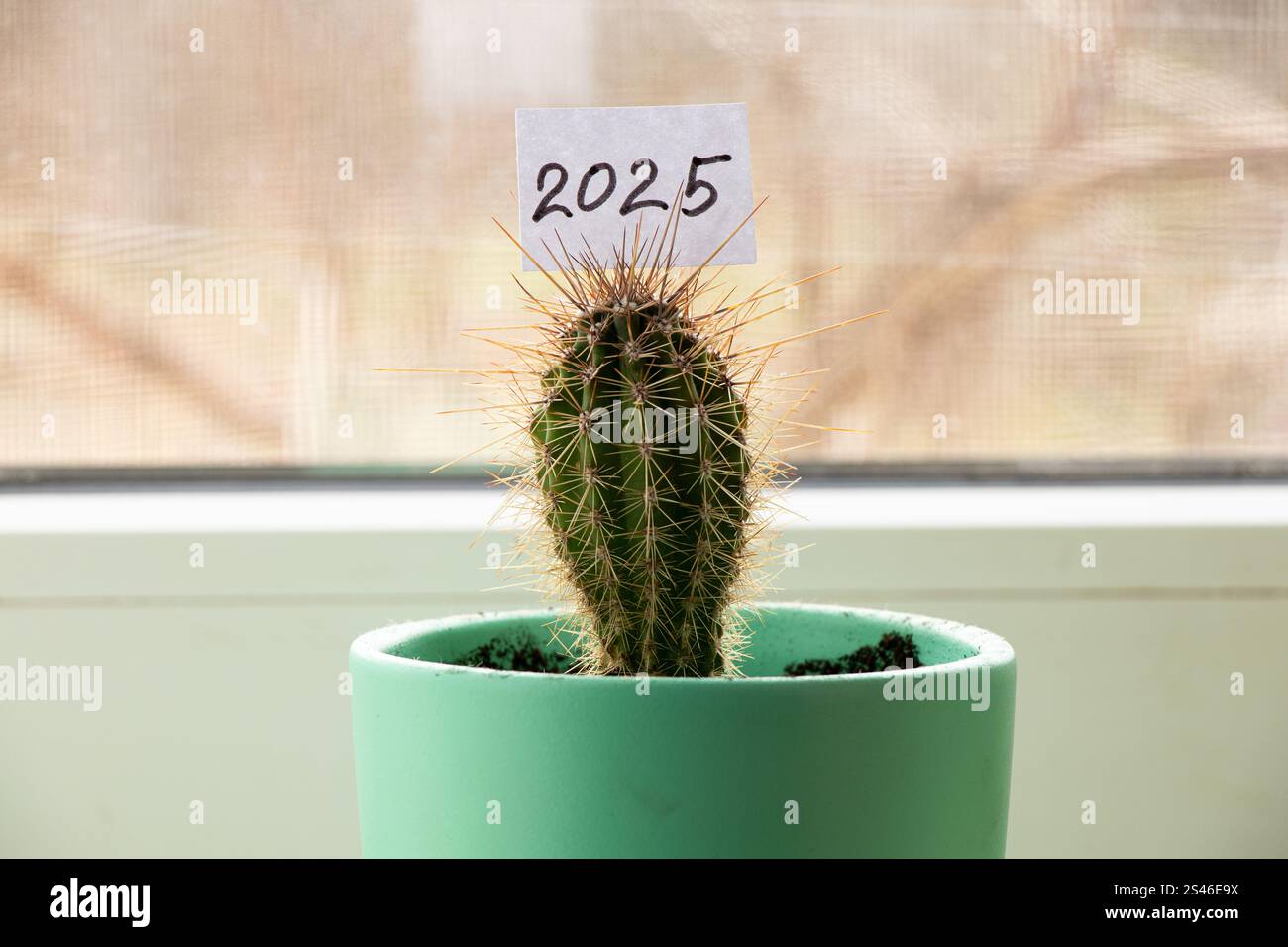 A paper card with the inscription 2025 stands on a prickly cactus on the window, Happy New Year Stock Photo
