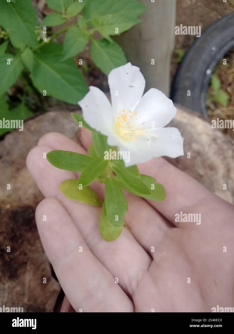 wingpod purslane (Portulaca umbraticola Stock Photo - Alamy