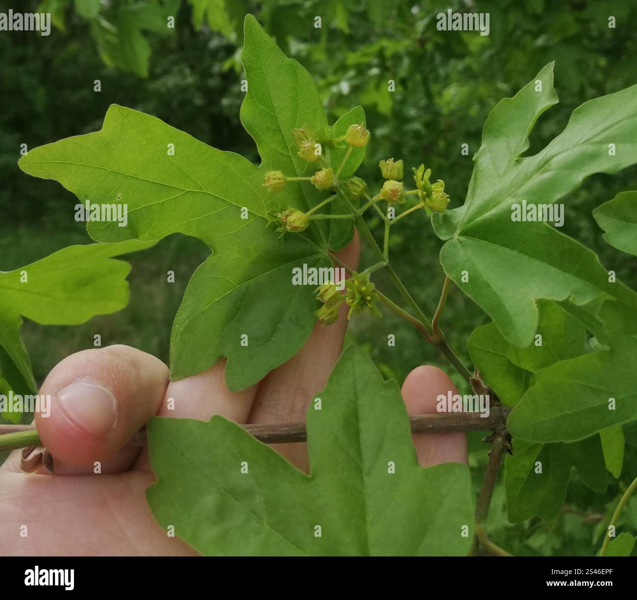 field maple (Acer campestre Stock Photo - Alamy