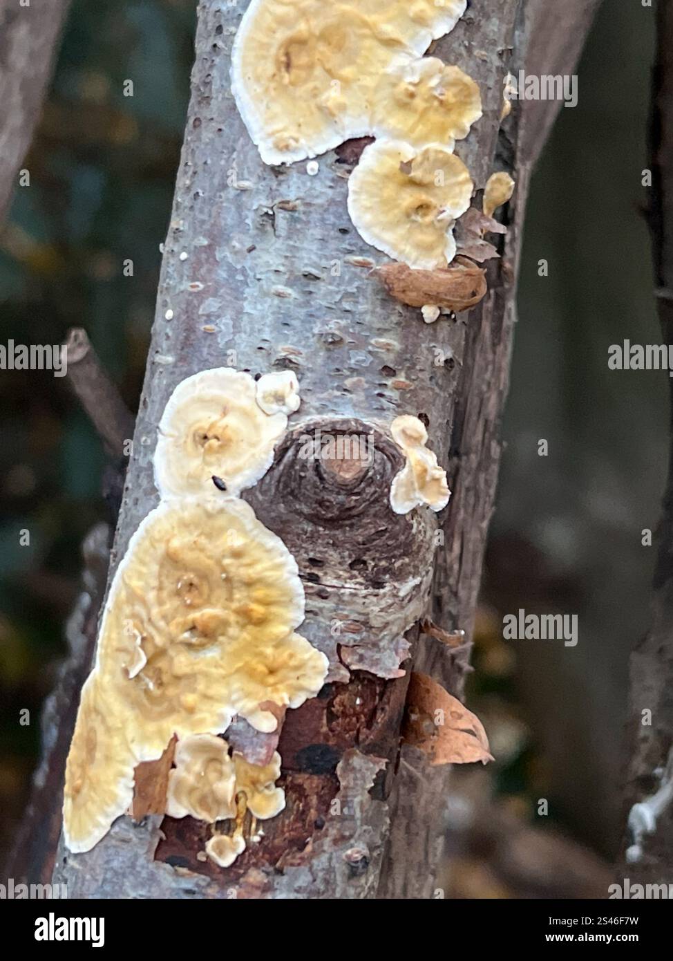 Bleeding Oak Crust (Stereum gausapatum Stock Photo - Alamy