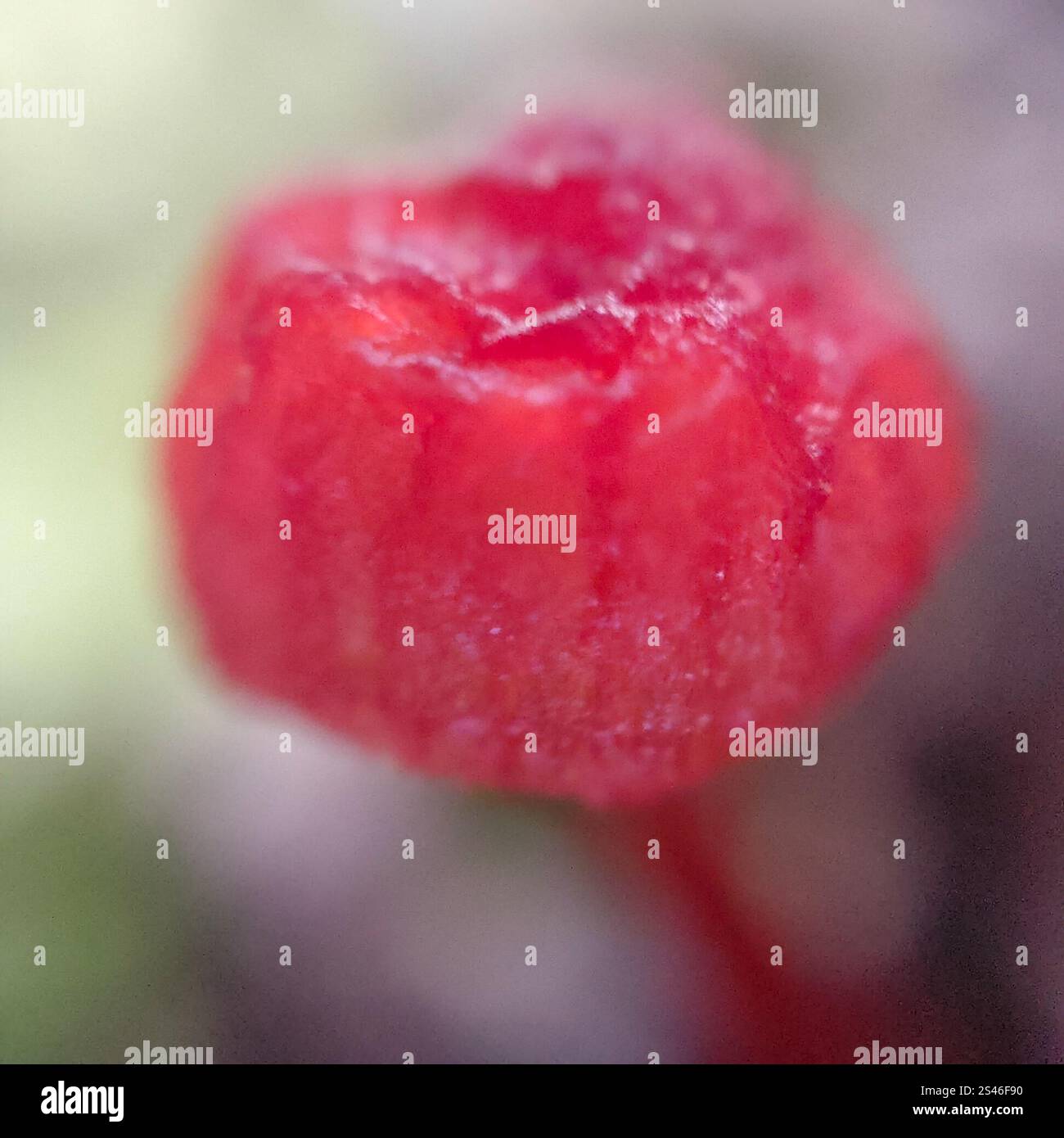Ruby Bonnot ruby bonnet (Cruentomycena viscidocruenta Stock Photo - Alamy