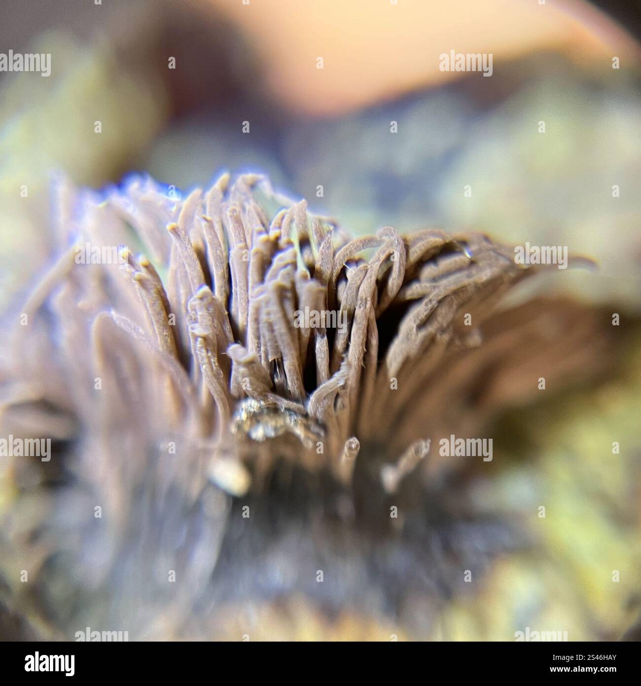 Stemonitis Splendens chocolate tube slime (Stemonitis splendens Stock Photo - Alamy