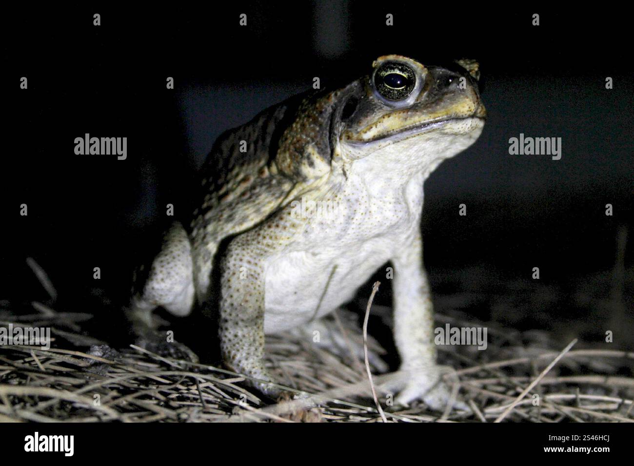 Cane Toad (Rhinella marina Stock Photo - Alamy