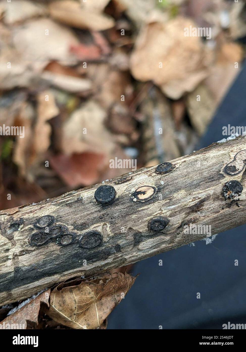 Biscogniauxia marginata hi-res stock photography and images - Alamy