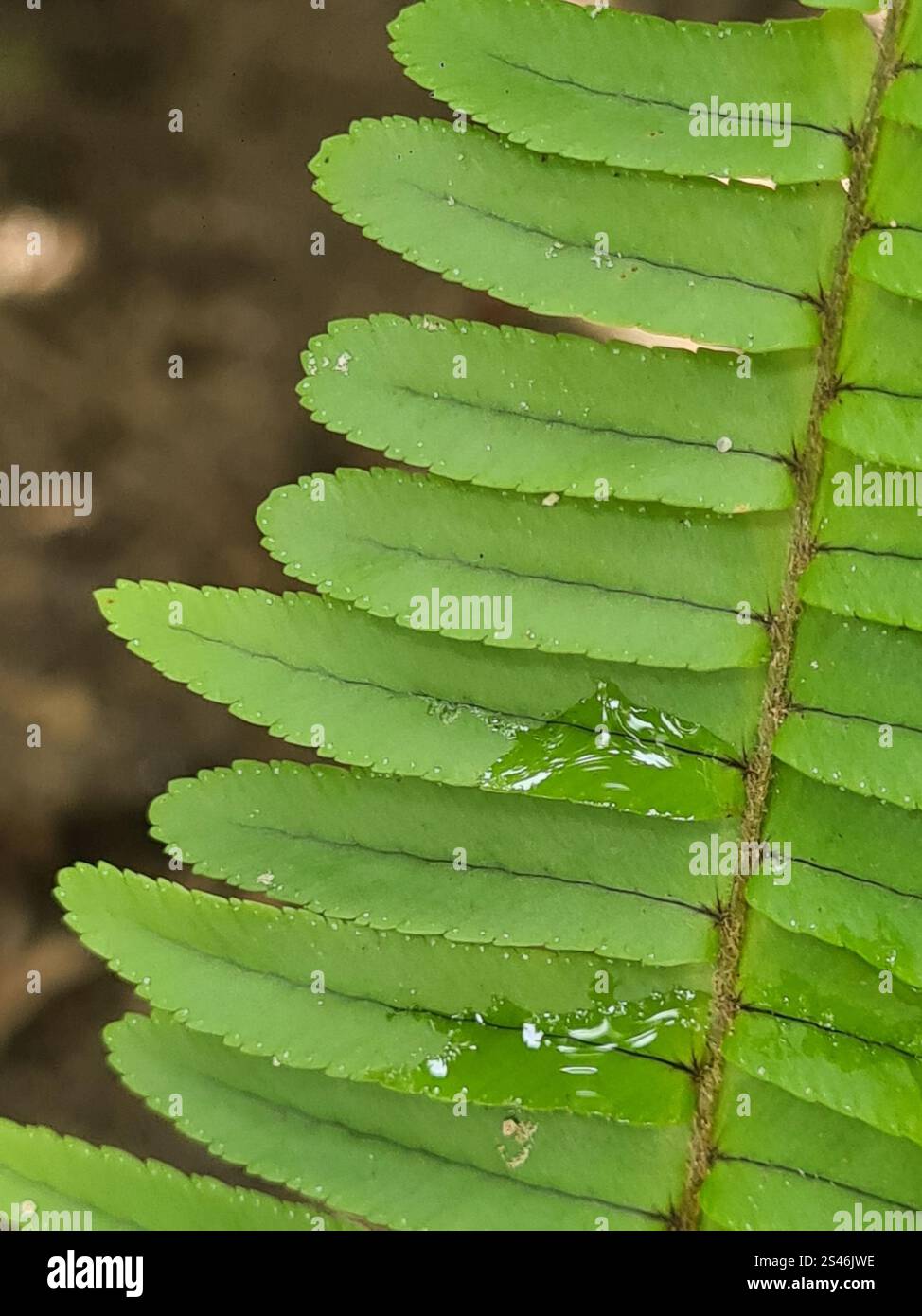 Fishbone Fern (Nephrolepis cordifolia Stock Photo - Alamy