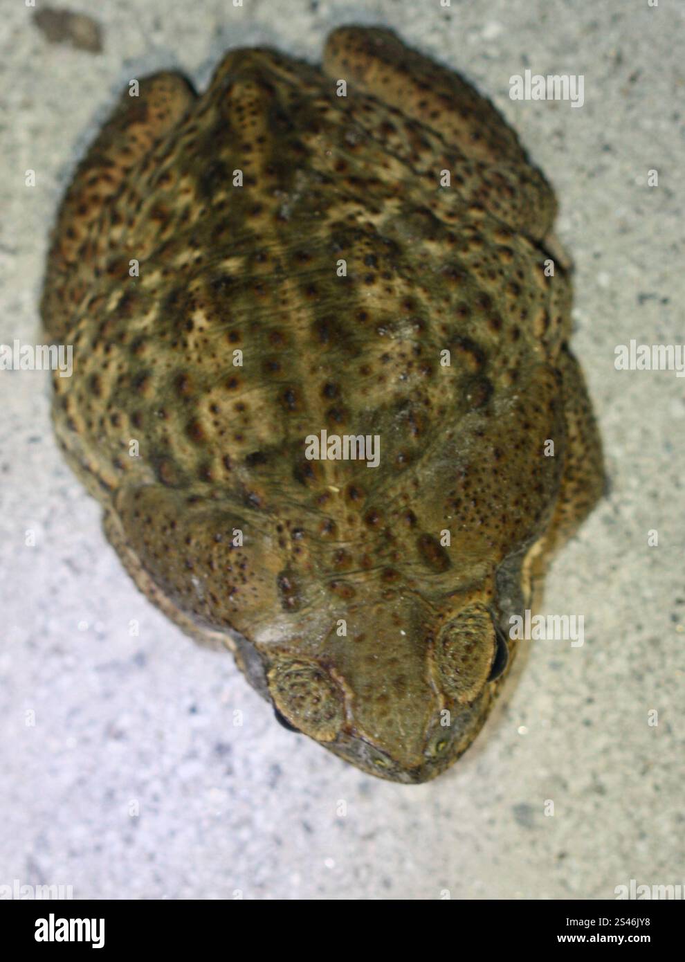 Giant Toad (Rhinella horribilis Stock Photo - Alamy