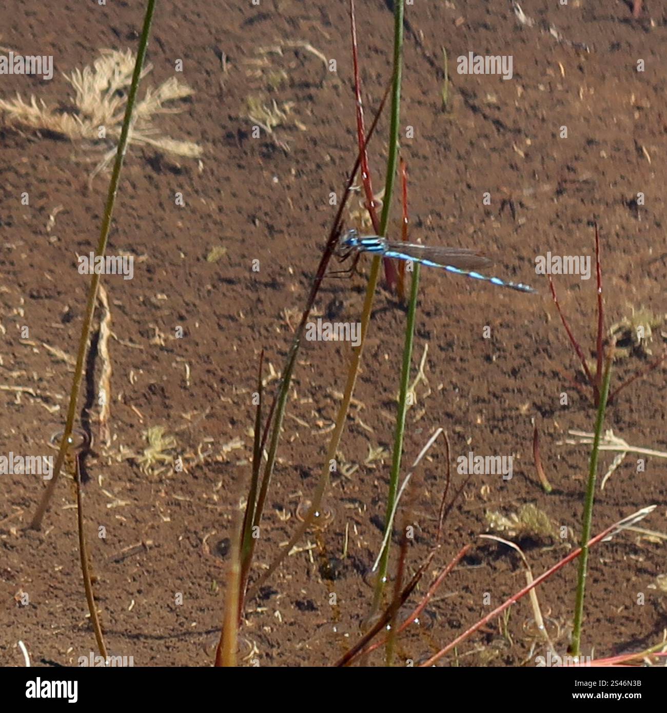 Blue Ringtail (Austrolestes annulosus Stock Photo - Alamy