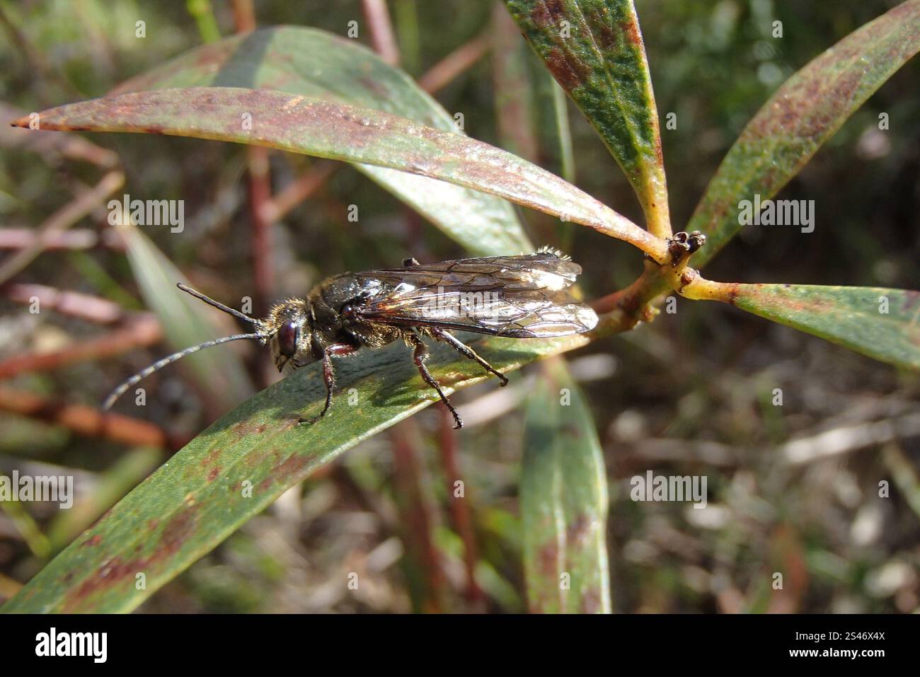 Ants, Bees, and Stinging Wasps (Aculeata Stock Photo - Alamy