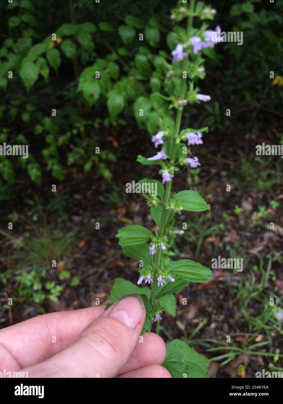 Bushmint Tropical Bushmint (Hyptis mutabilis Stock Photo - Alamy