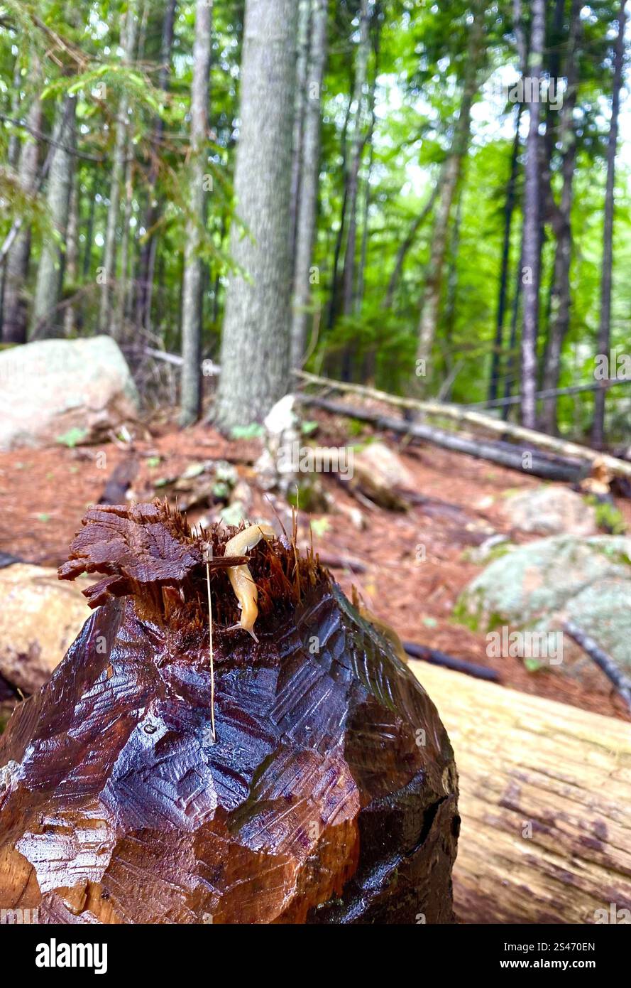 A slug inspects the beavers' work. - Smartphone Captured Stock Image