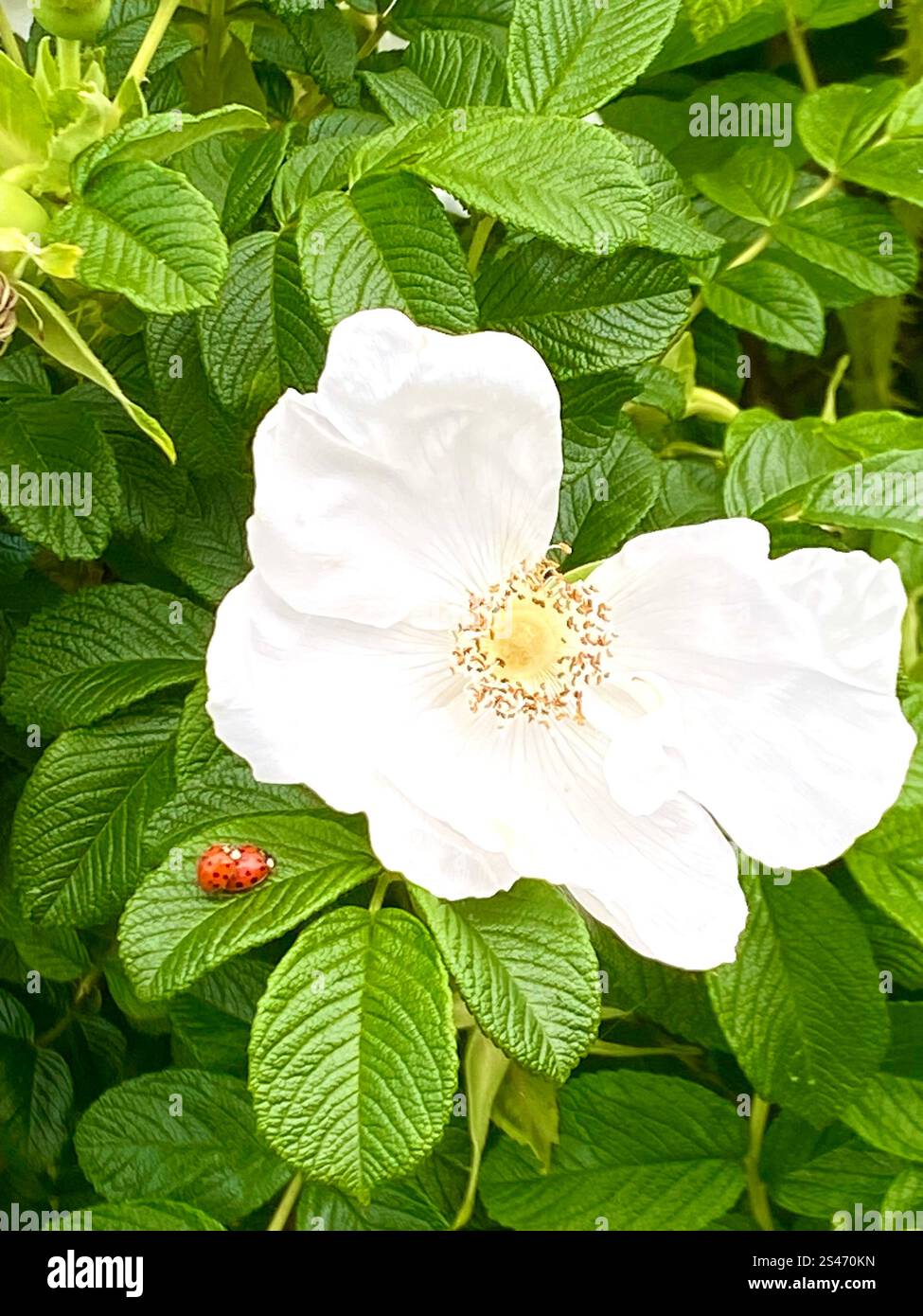 Friendly ladybugs vie for a place on a flower. - Smartphone Captured Stock Image