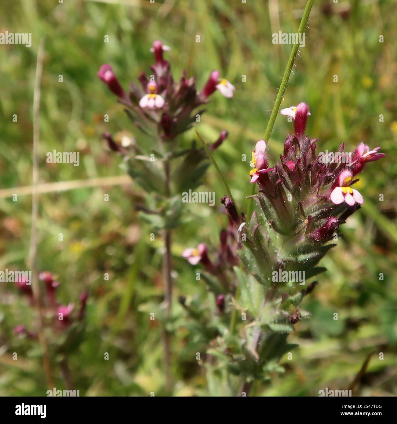 Broadleaf Glandweed (Parentucellia latifolia Stock Photo - Alamy