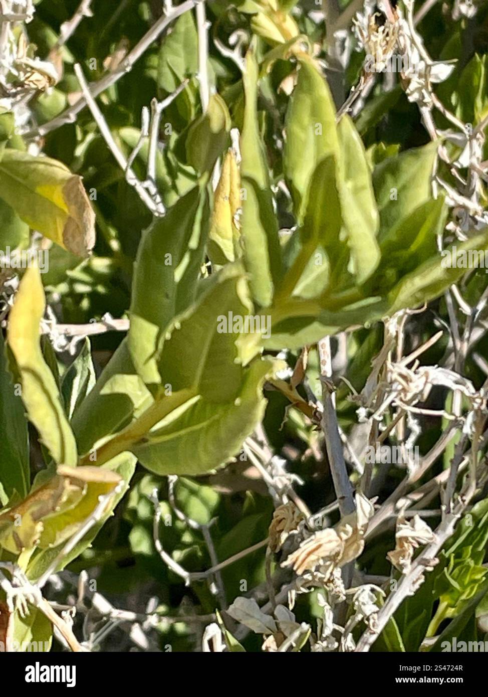 American threefold (Trixis californica Stock Photo - Alamy