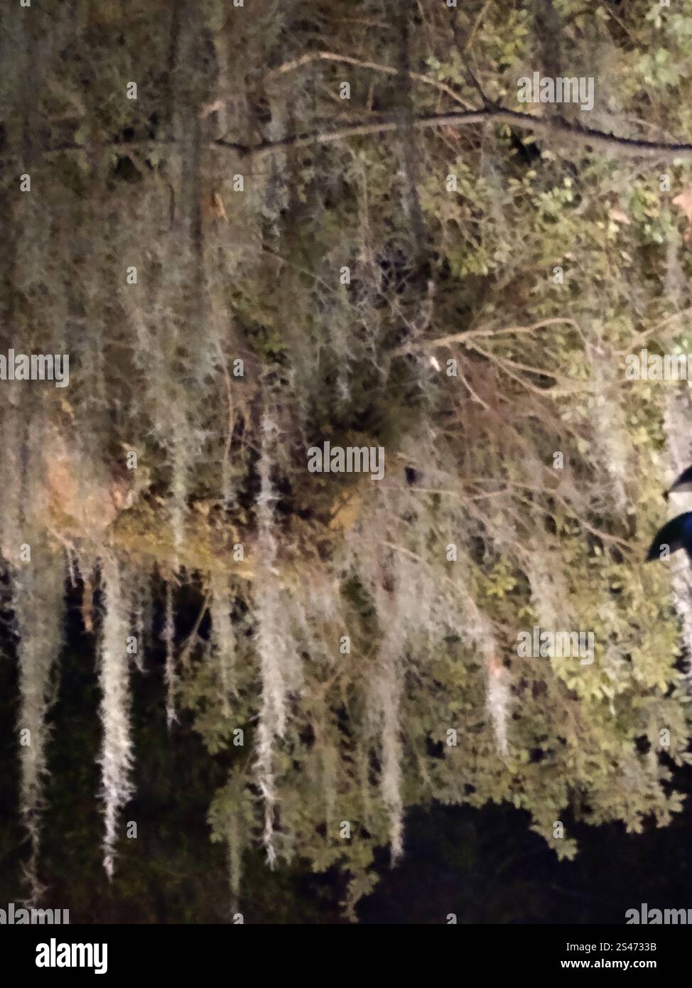 Spanish moss (Tillandsia usneoides Stock Photo - Alamy