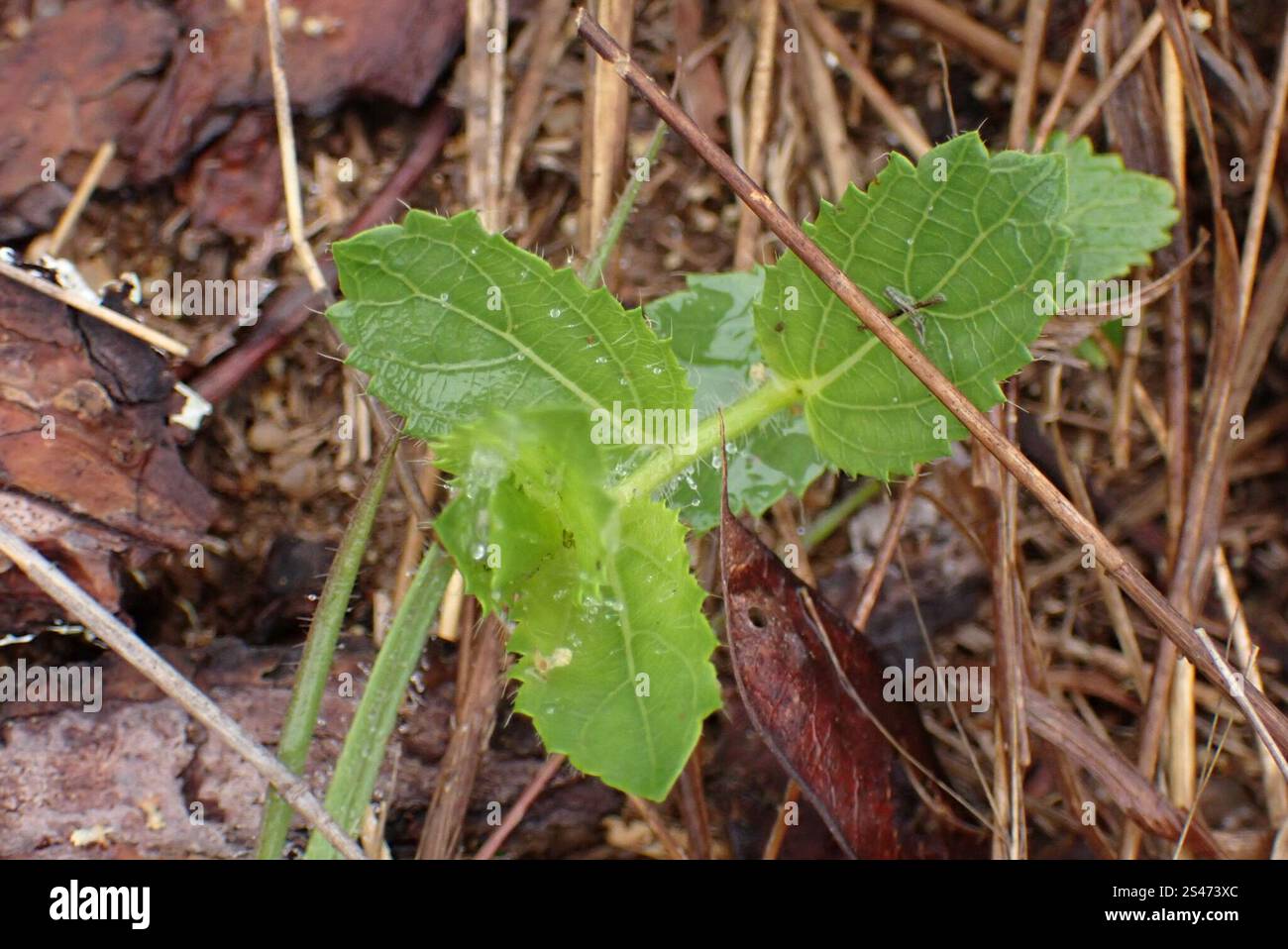 three-seeded mercuries (Acalypha Stock Photo - Alamy