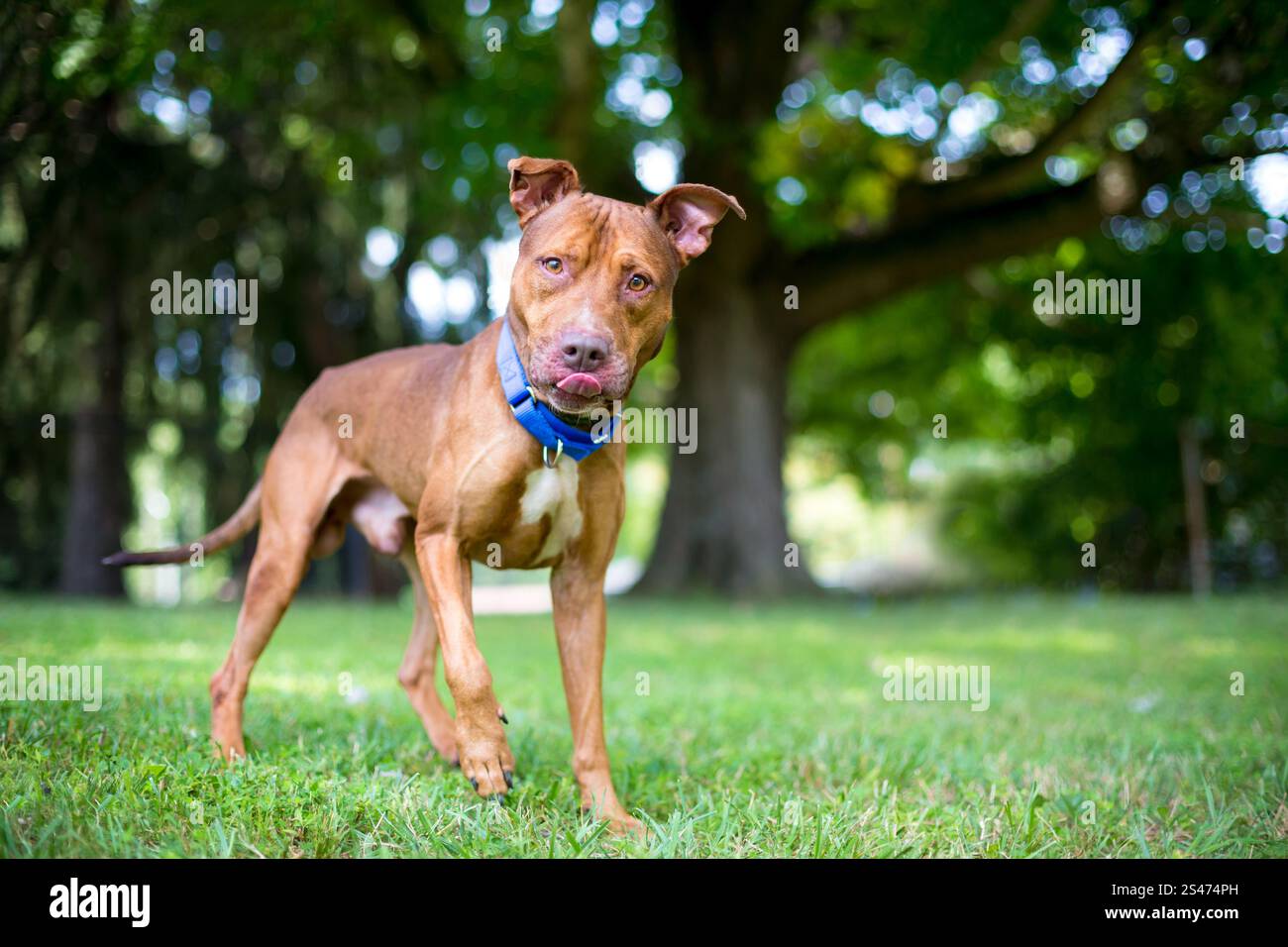 A red and white Pit Bull Terrier mixed breed dog licking its lips Stock Photo