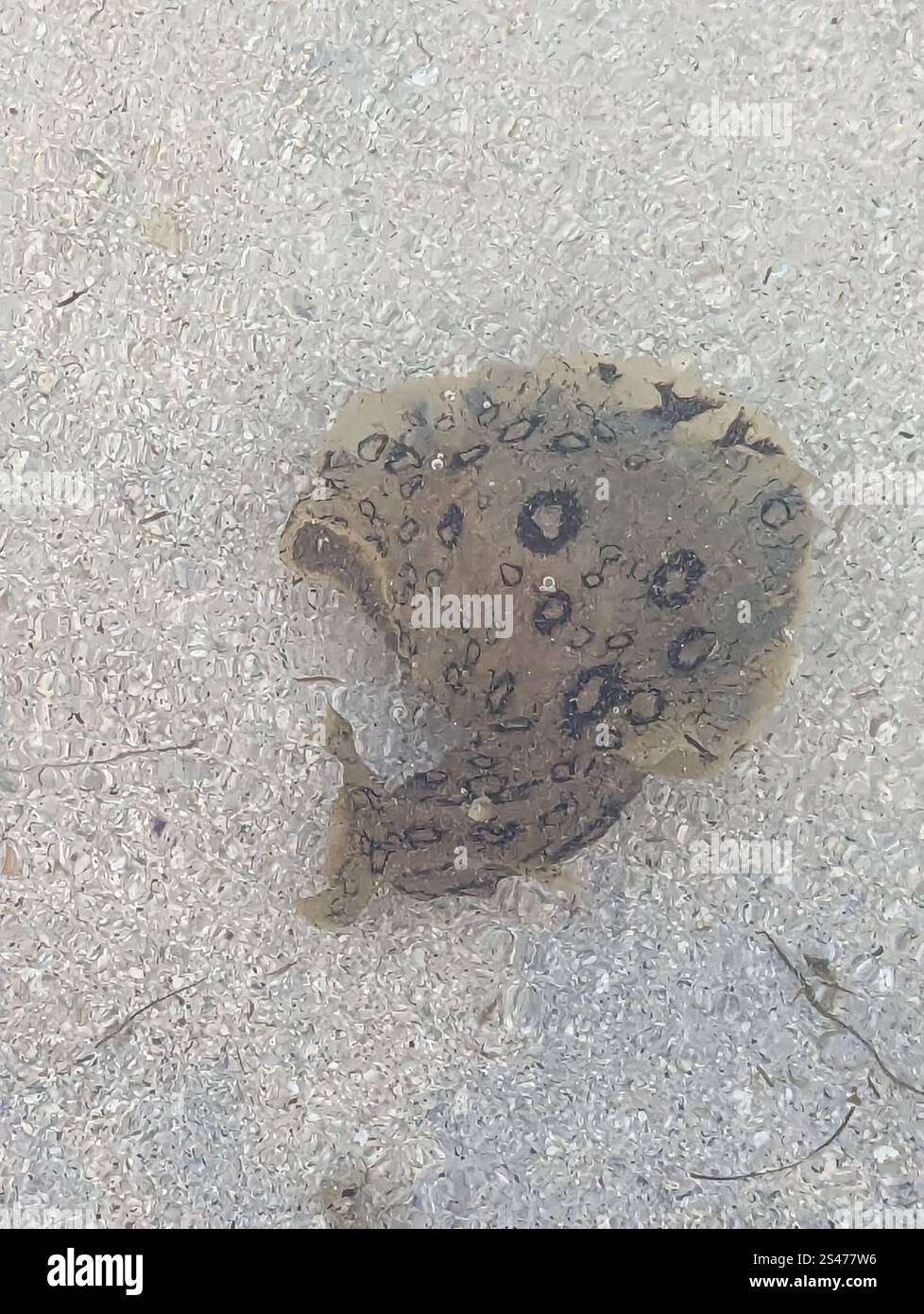 spotted seahare (Aplysia dactylomela Stock Photo - Alamy