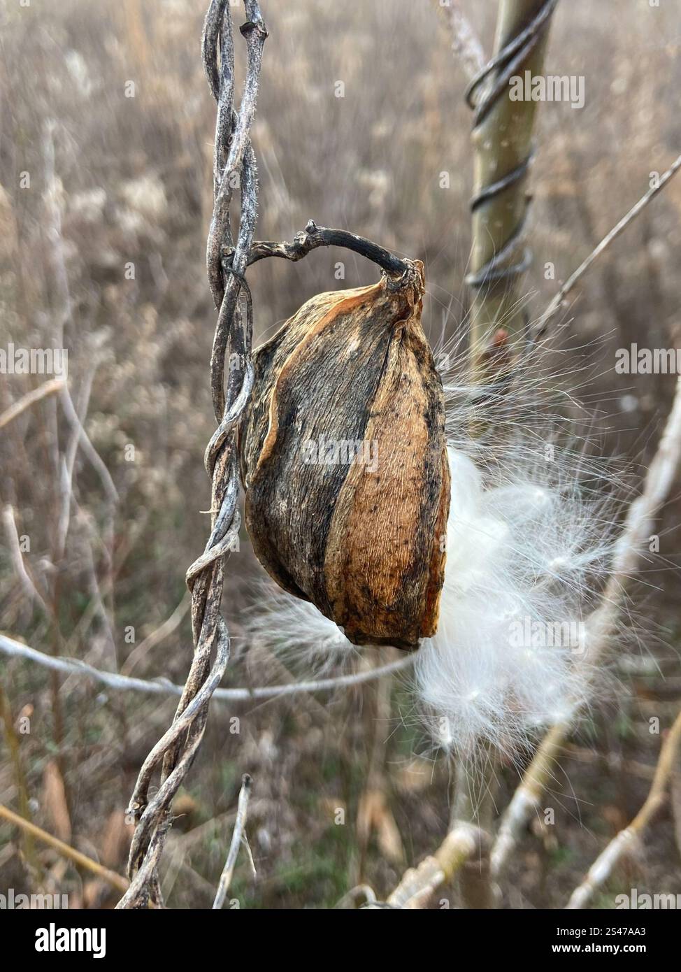 Anglepod (Gonolobus suberosus Stock Photo - Alamy