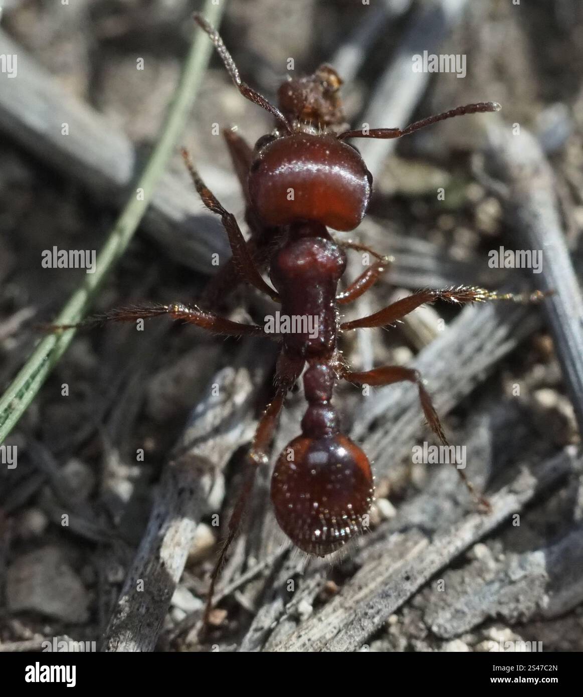 red-harvester-ant-pogonomyrmex-barbatus-stock-photo-alamy
