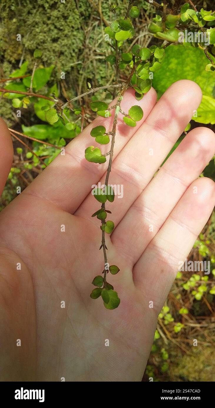 Twiggy coprosma (Coprosma rhamnoides Stock Photo - Alamy
