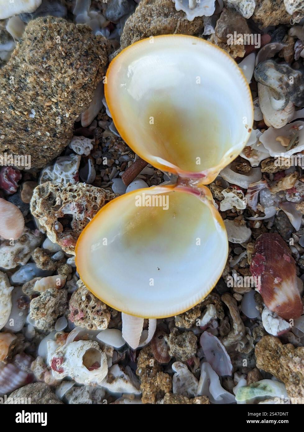 Common Egg Cockle (Laevicardium serratum Stock Photo - Alamy