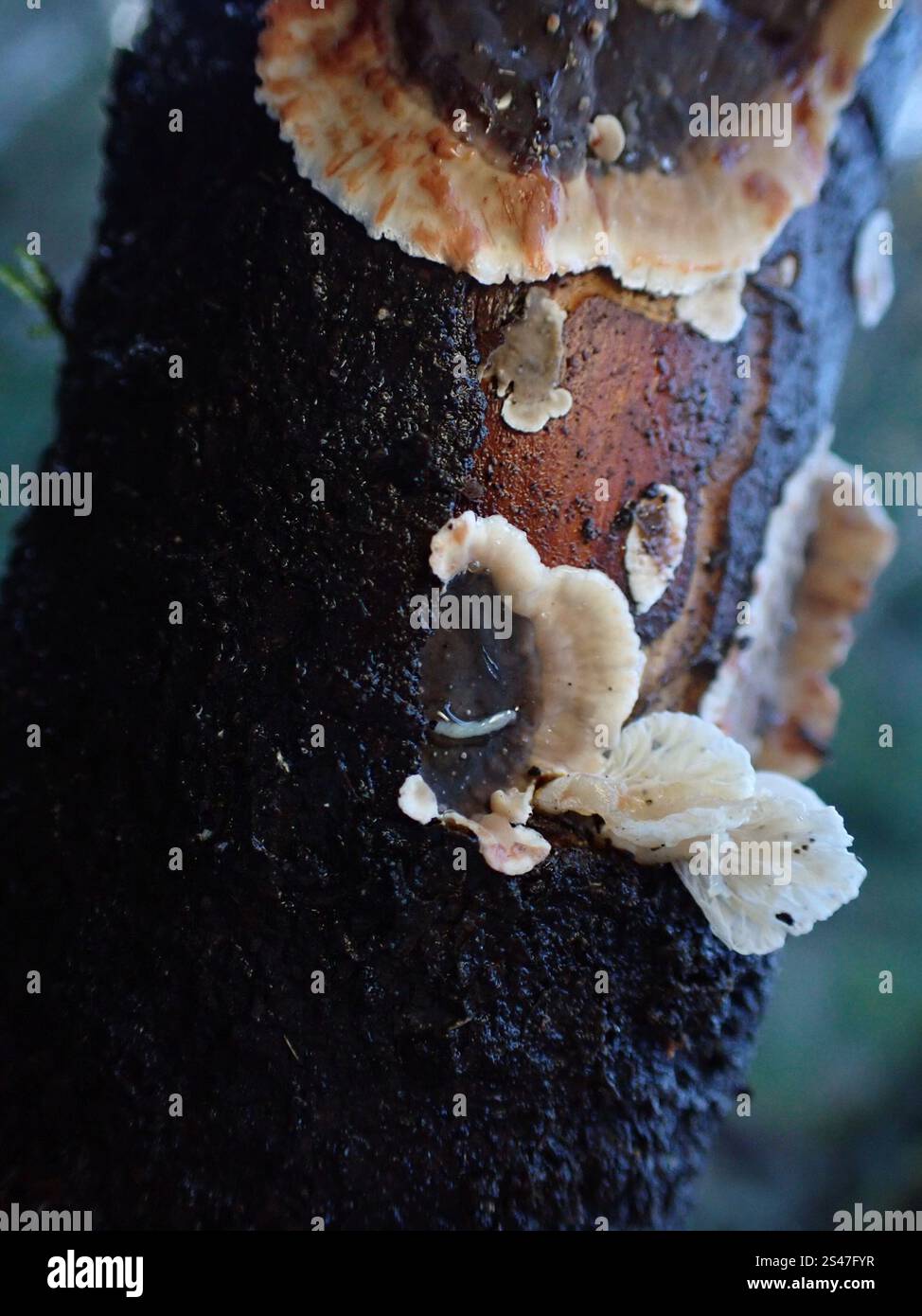 Bleeding Conifer Crust (Stereum sanguinolentum Stock Photo - Alamy