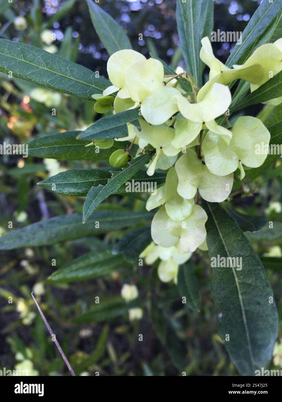 Akeake (Dodonaea viscosa Stock Photo - Alamy