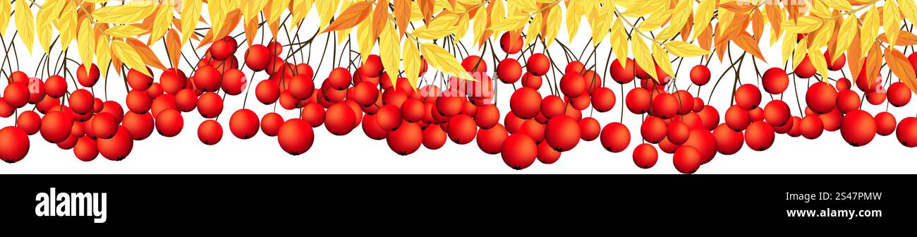 Autumn Banner With Rowan Leaves and Berries Over White Background ...