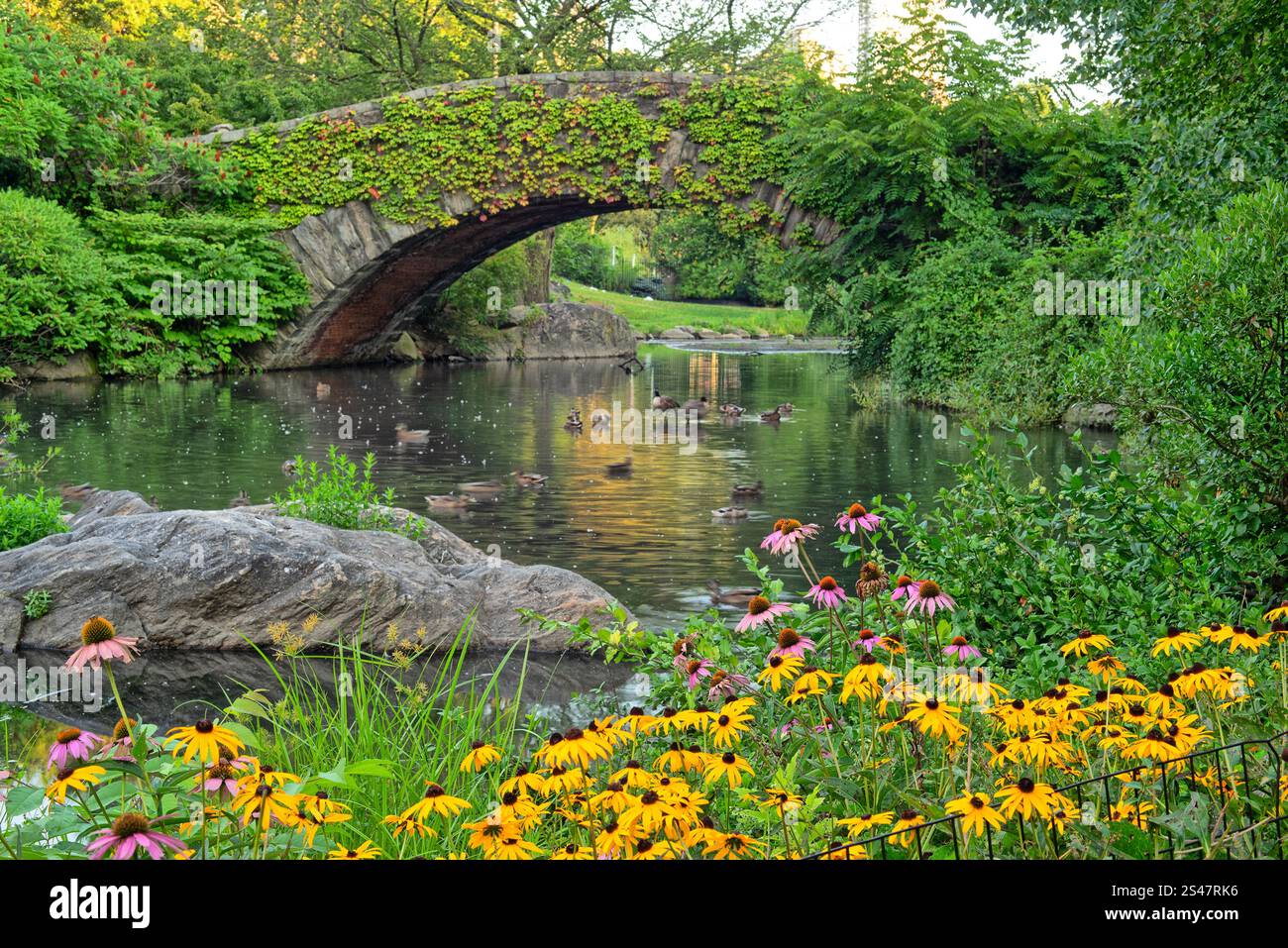 Gapstow Bridge In Central Park In Sumer Early Morning Stock Photo Alamy gapstow-bridge-in-central-park-in-sumer-early-morning-stock-photo-alamy