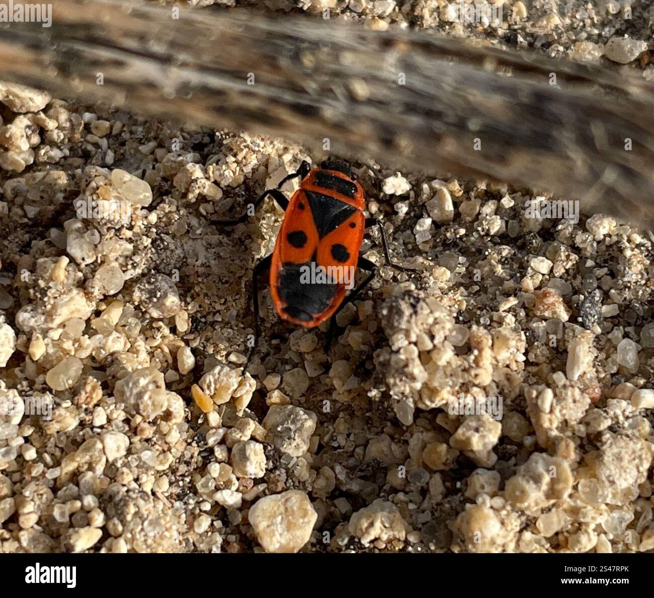 European Firebug (Pyrrhocoris apterus Stock Photo - Alamy