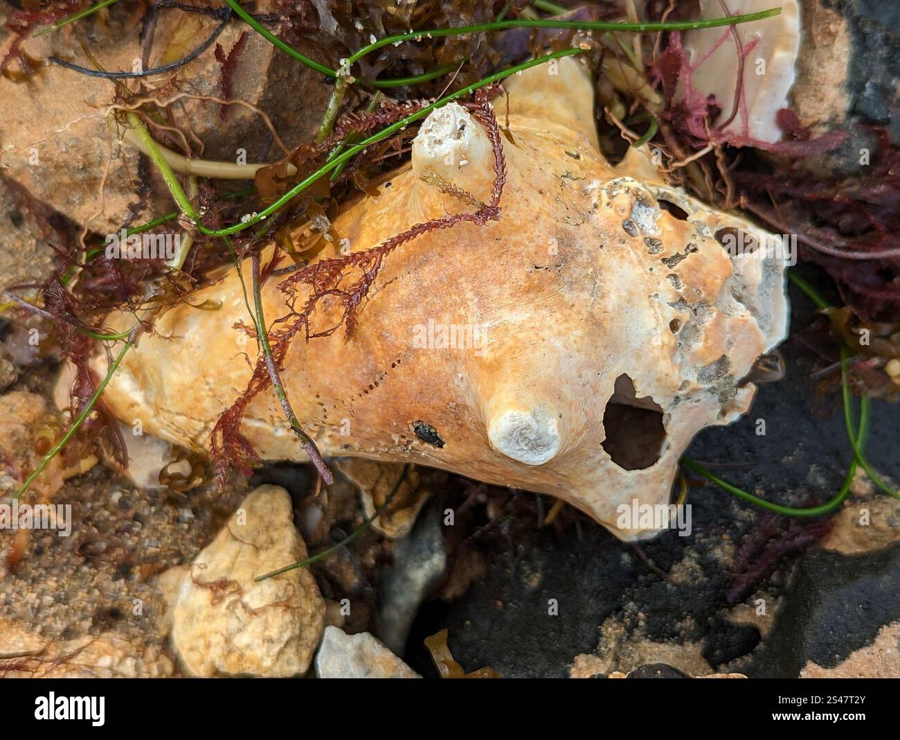 True Conchs (Strombidae Stock Photo - Alamy