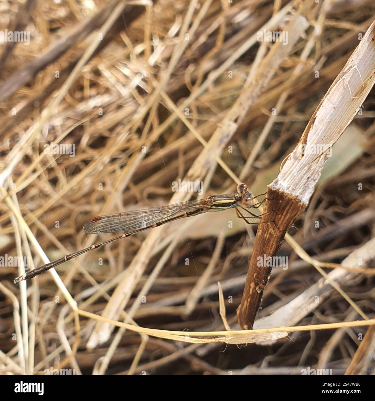 Slender Ringtail (Austrolestes analis Stock Photo - Alamy
