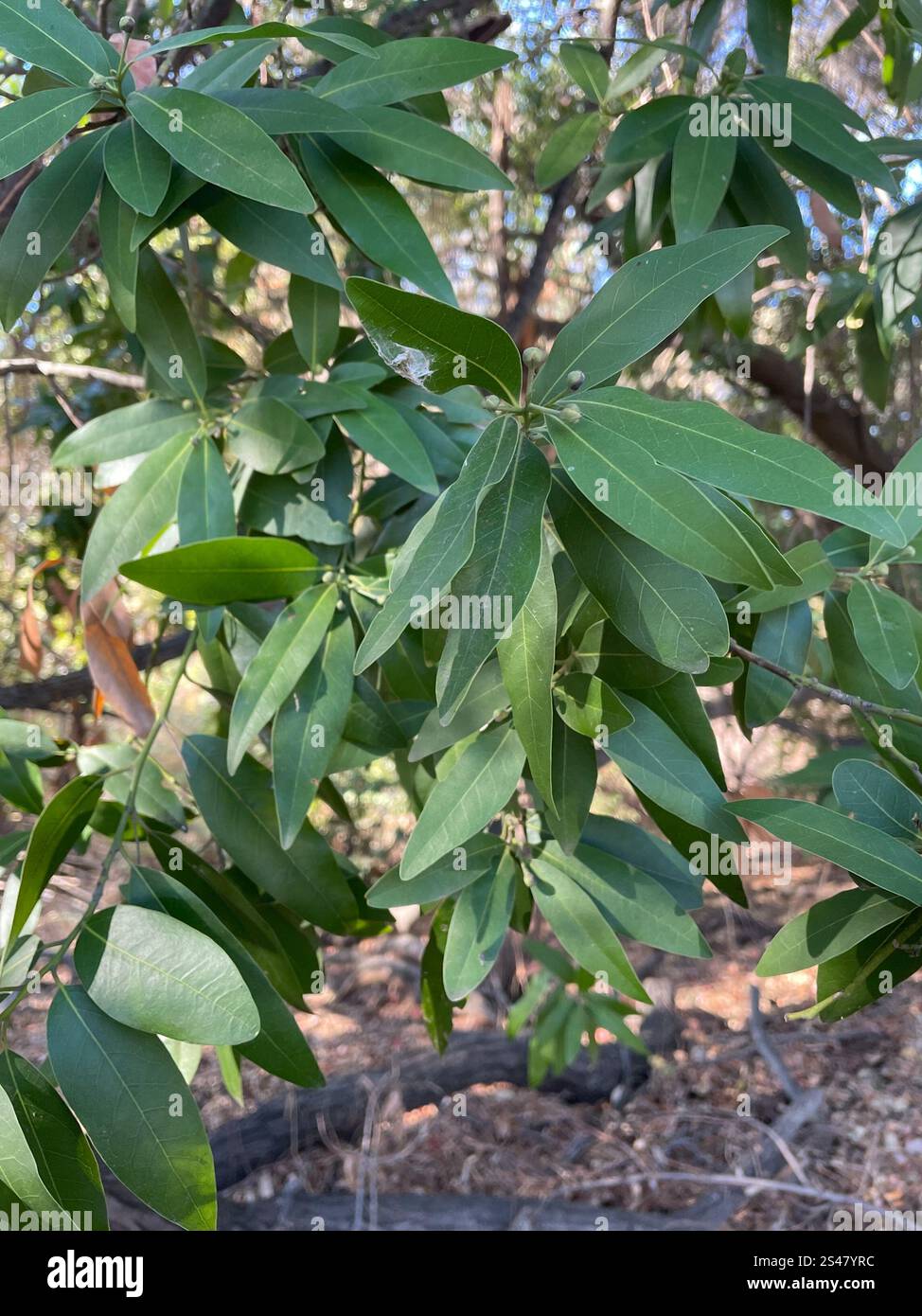 California bay (Umbellularia californica Stock Photo - Alamy