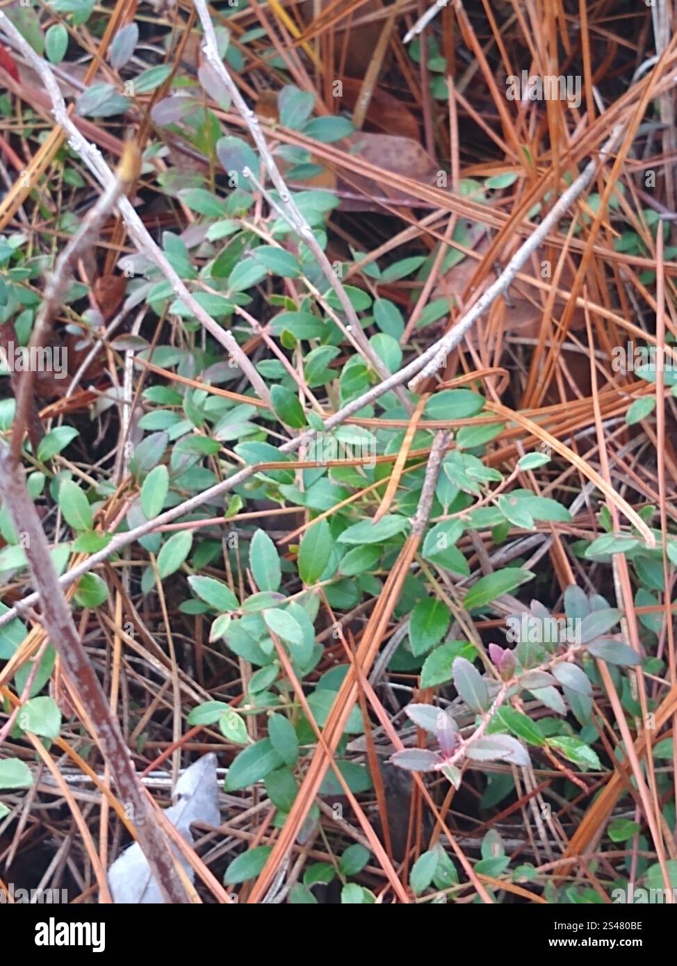 Creeping Blueberry (Vaccinium crassifolium Stock Photo - Alamy