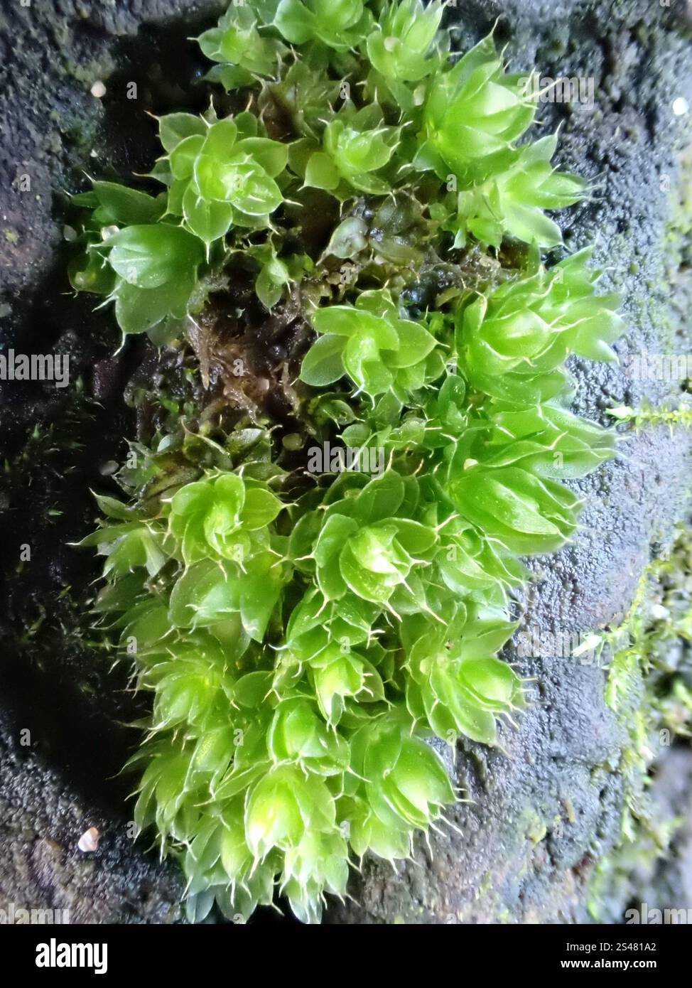 Capillary Thread-moss (Ptychostomum capillare Stock Photo - Alamy