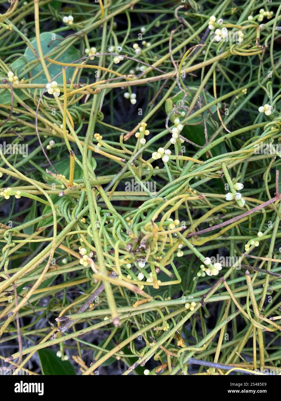 laurel dodder (Cassytha filiformis Stock Photo - Alamy