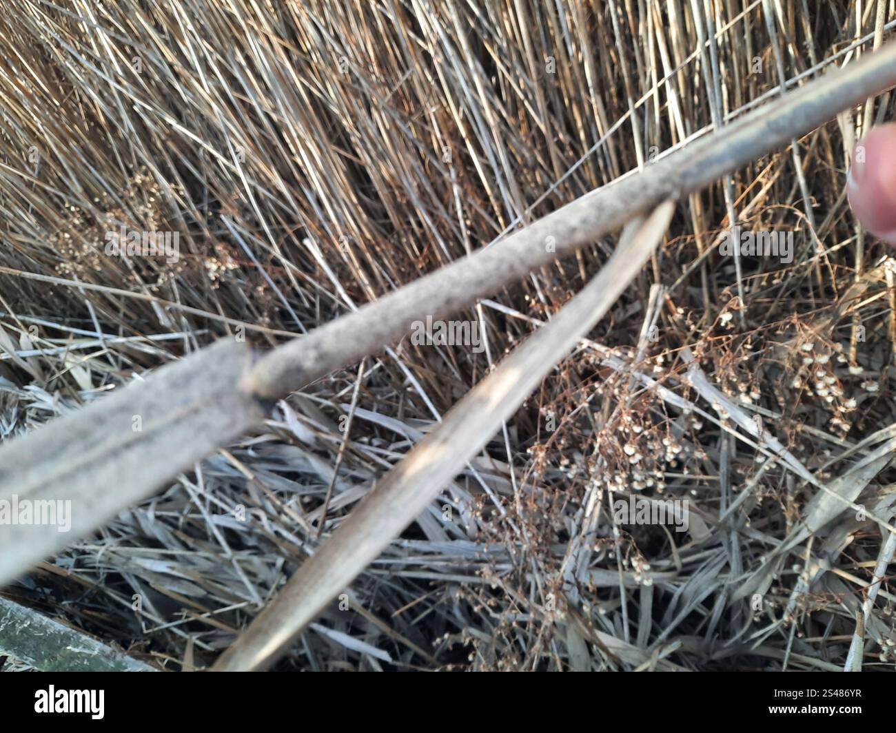 common reed (Phragmites australis Stock Photo - Alamy