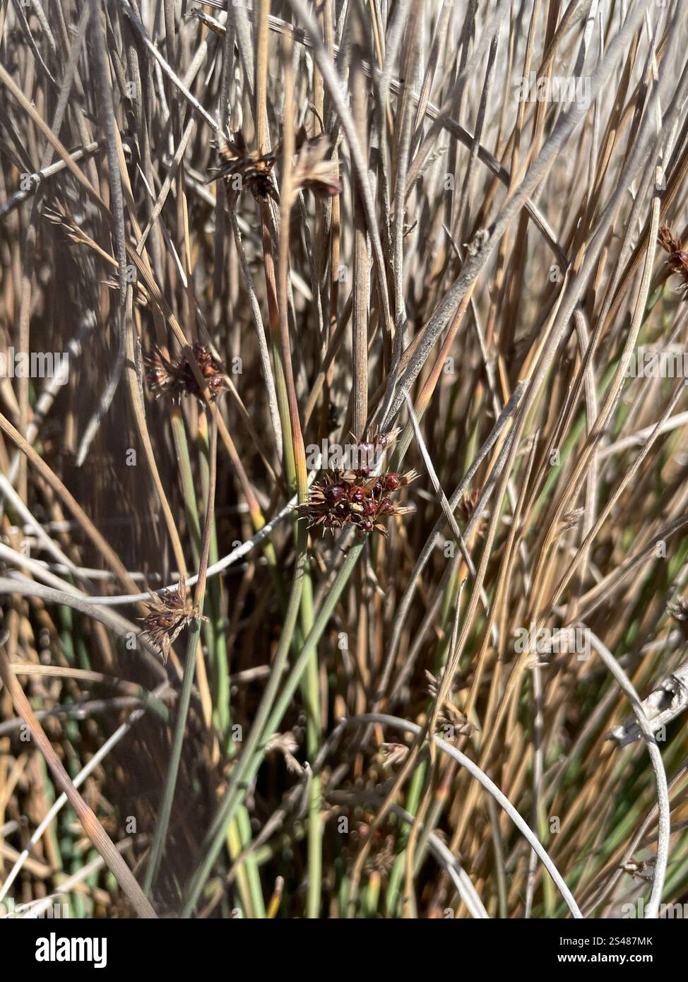 Rushes and Allies (Juncaceae Stock Photo - Alamy