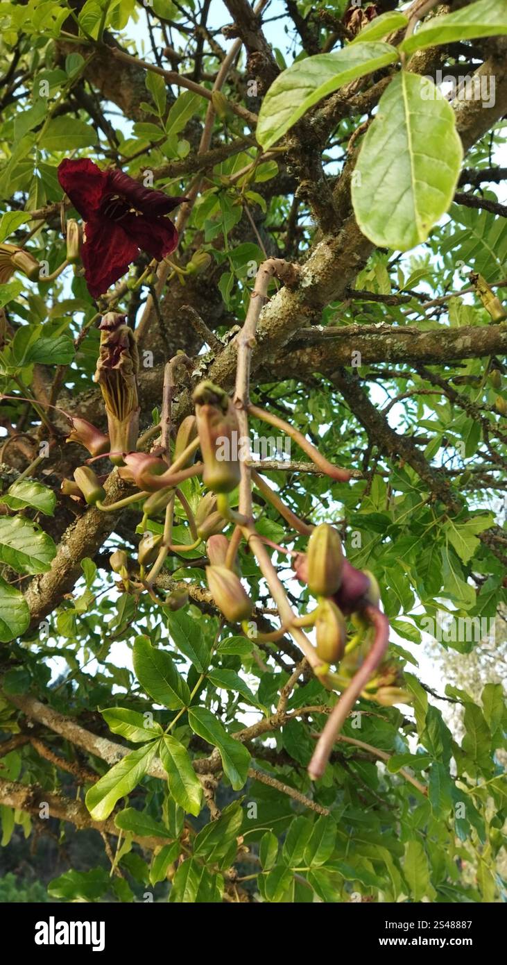 Sausage tree (Kigelia africana Stock Photo - Alamy