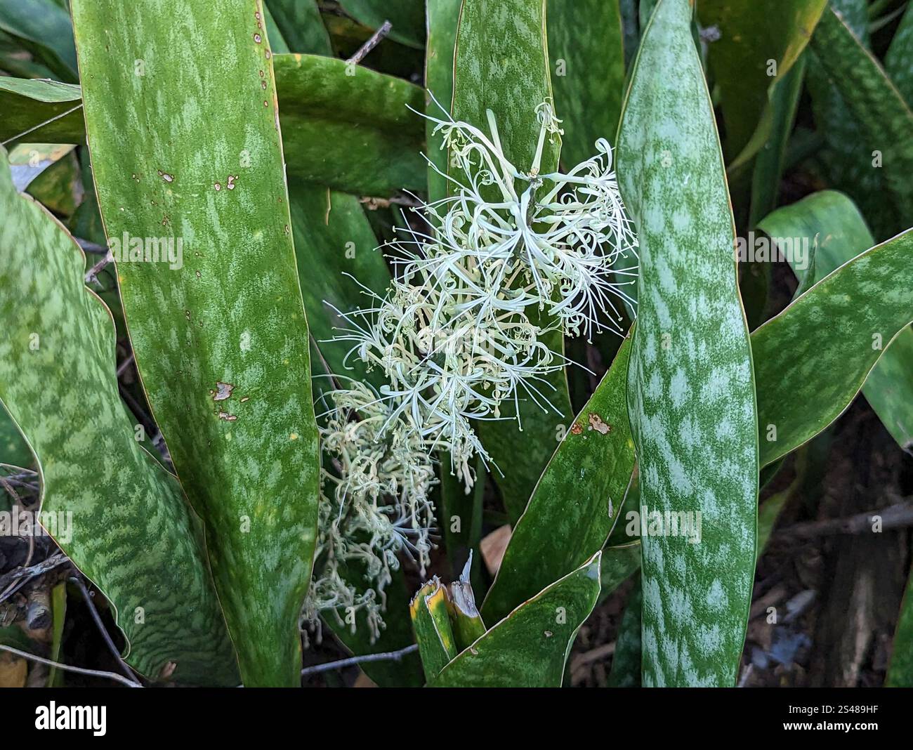vigoro yucca cane Yucca Cane 10