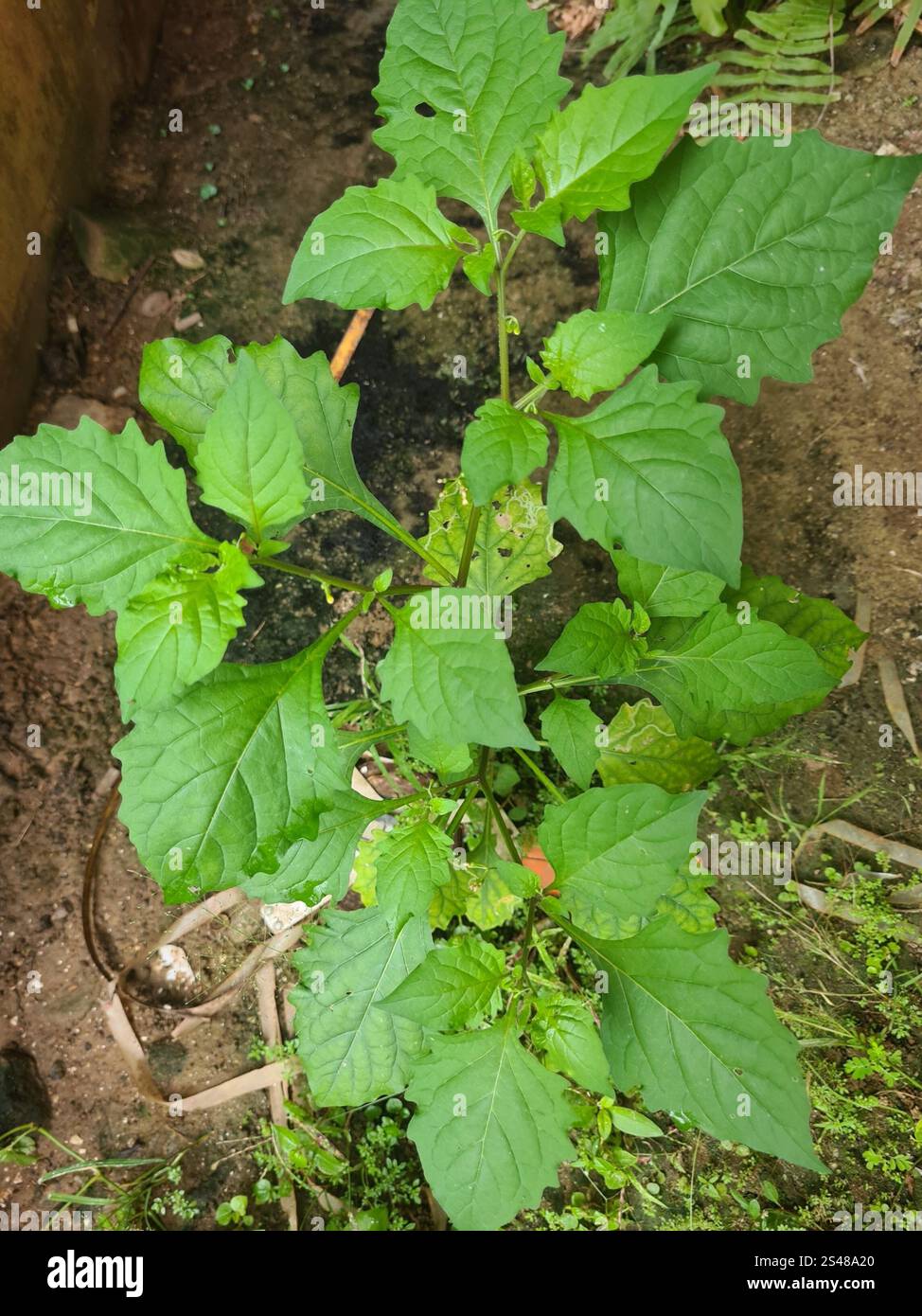 Black Nightshade Complex (Solanum nigrum Stock Photo - Alamy