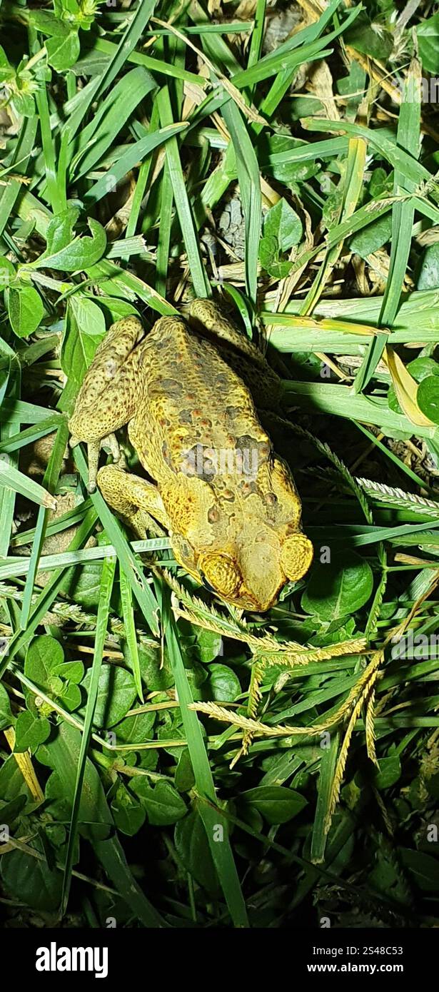Cane Toad (Rhinella marina Stock Photo - Alamy