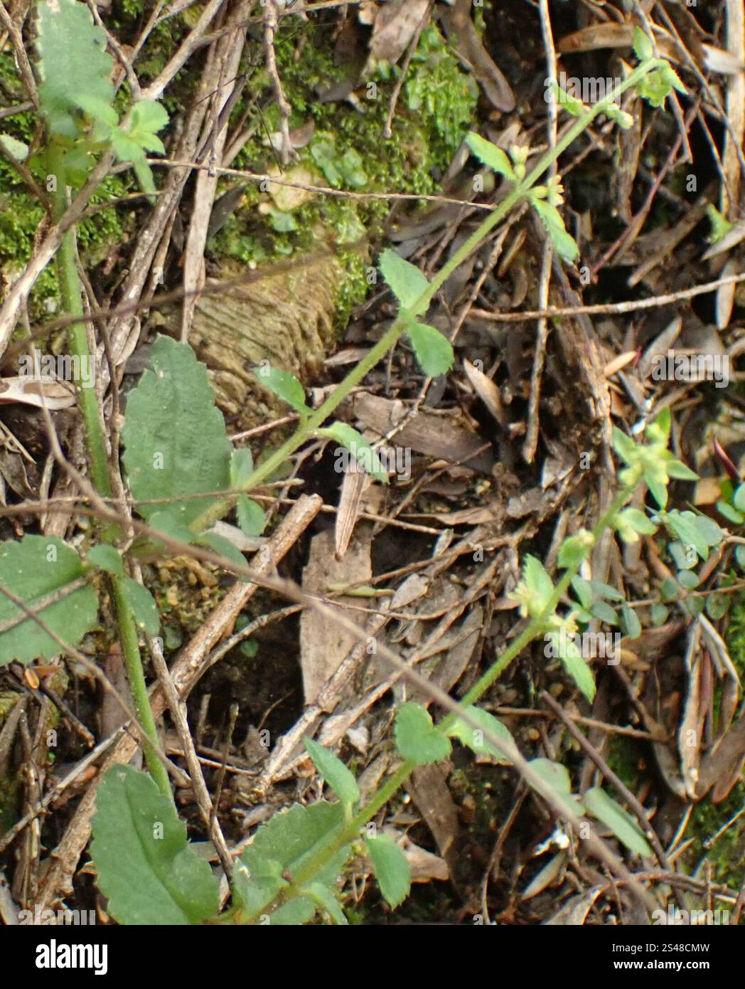 Raspwort (Gonocarpus teucrioides Stock Photo - Alamy