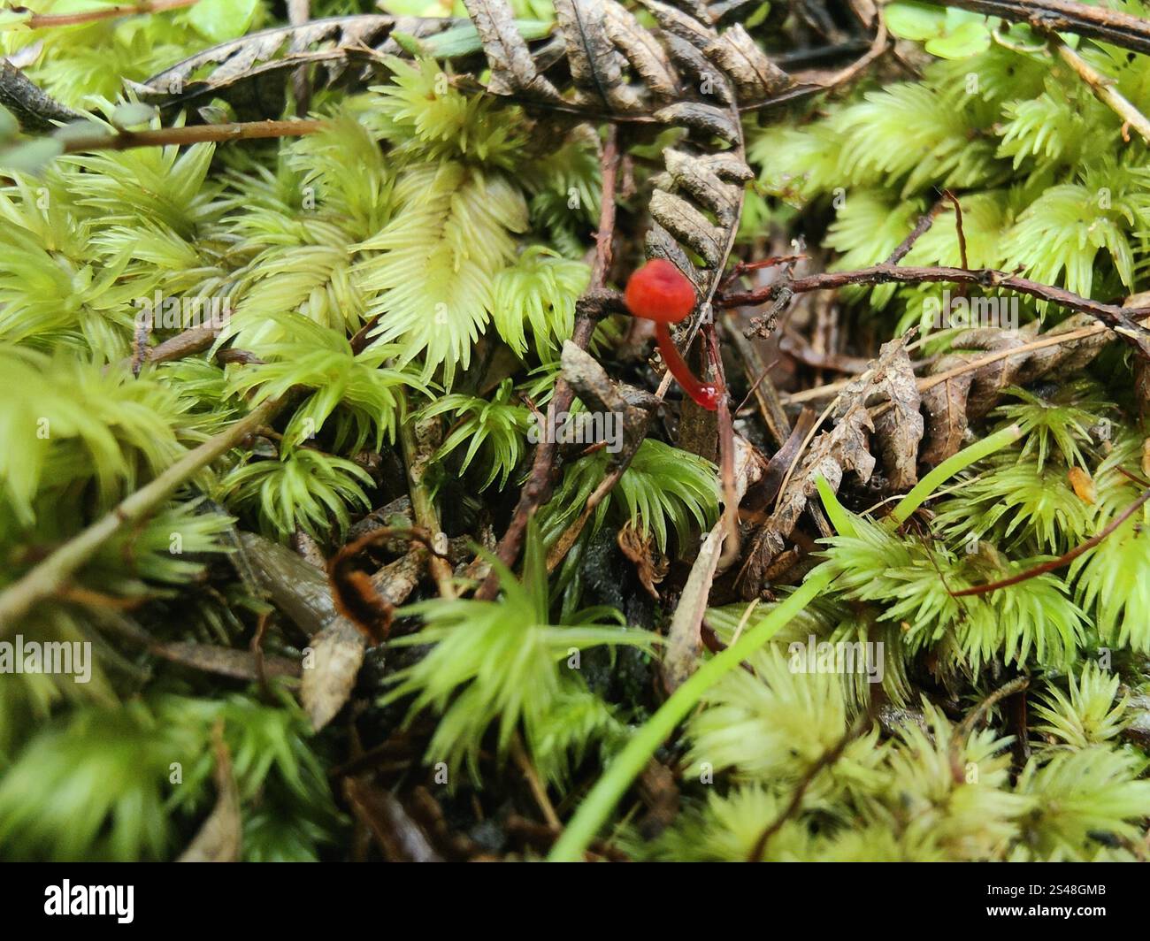 Ruby Bonnot ruby bonnet (Cruentomycena viscidocruenta Stock Photo - Alamy