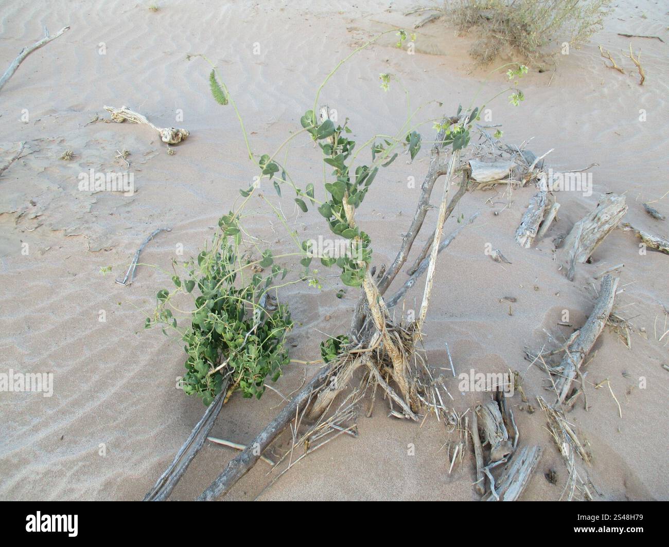 Daemia Trellis-vine (Pergularia daemia Stock Photo - Alamy