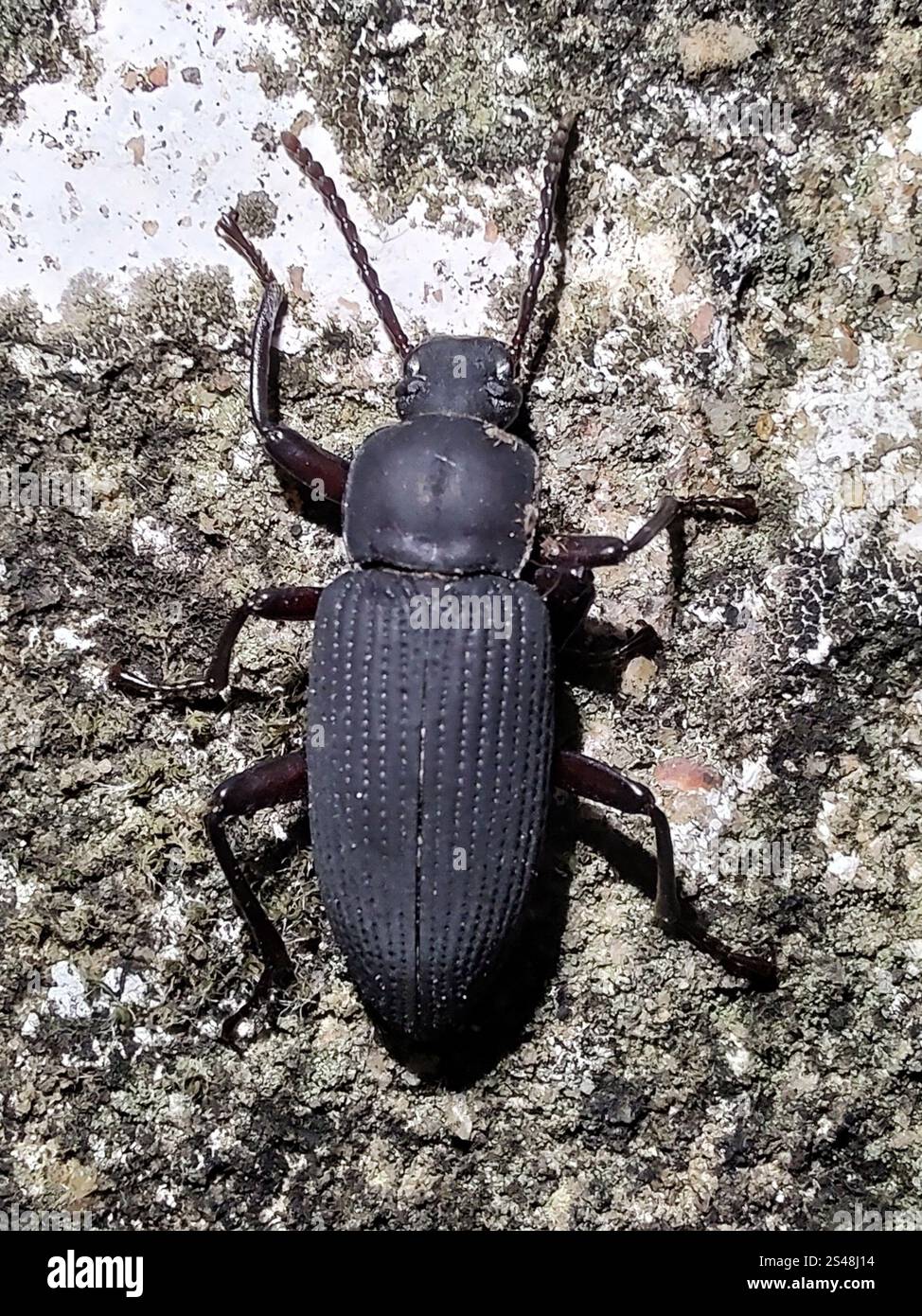 Darkling Beetles (Tenebrionidae Stock Photo - Alamy