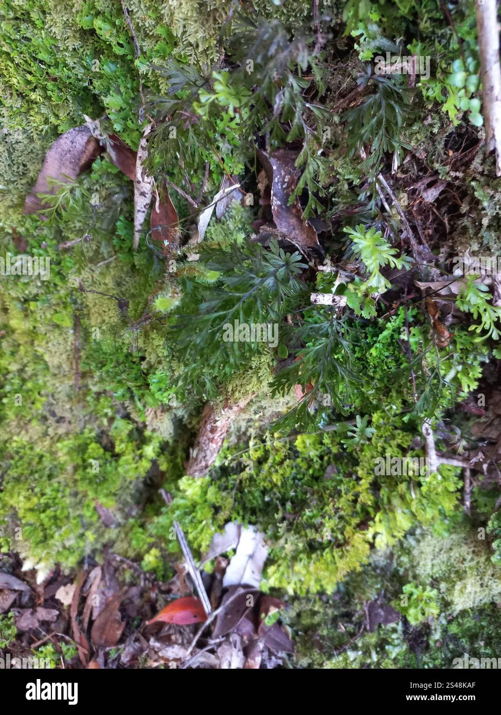 Drooping fern hi-res stock photography and images - Alamy