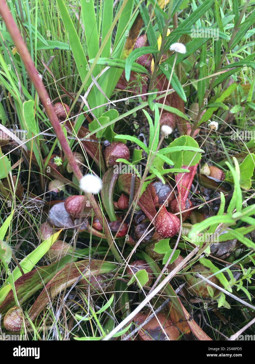 Parrot pitcher plant hi-res stock photography and images - Alamy