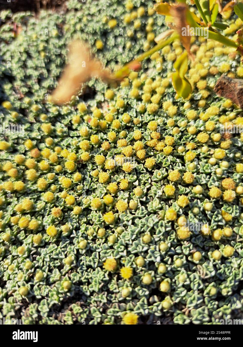 Raoulia australis hi-res stock photography and images - Alamy