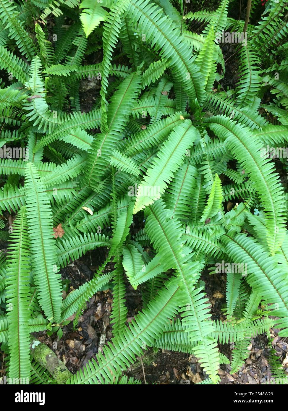 Fishbone Fern (Nephrolepis cordifolia Stock Photo - Alamy